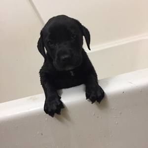 Meet your Posher, Kamren